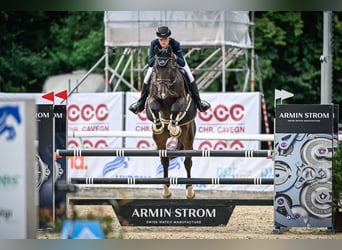 Oldenburg-International (OS), Gelding, 13 years, 17.2 hh, Bay-Dark