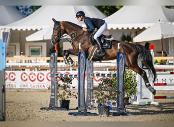 Oldenburg-International (OS), Gelding, 13 years, 17.2 hh, Bay-Dark