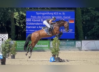 Oldenburg-International (OS), Gelding, 13 years, 17,1 hh, Brown