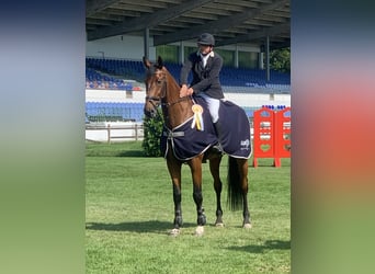 Oldenburg-International (OS), Gelding, 13 years, 17,2 hh, Brown