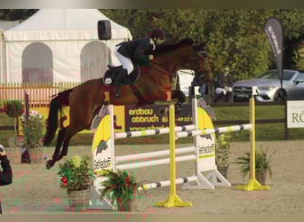 Oldenburg-International (OS), Gelding, 13 years, 17,2 hh, Brown