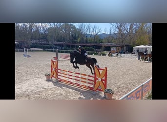 Oldenburg-International (OS), Gelding, 14 years, 17,1 hh, Black