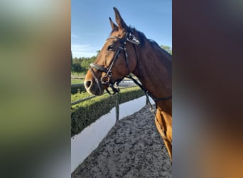 Oldenburg-International (OS), Gelding, 14 years, 17,2 hh, Brown