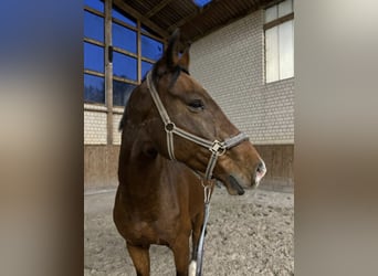 Oldenburg-International (OS), Gelding, 14 years, 17,2 hh, Brown