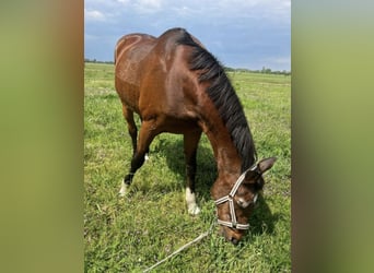 Oldenburg-International (OS), Gelding, 14 years, 17,2 hh, Brown