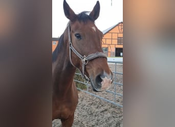 Oldenburg-International (OS), Gelding, 14 years, 17,2 hh, Brown