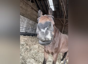 Oldenburg-International (OS), Gelding, 14 years, 18,2 hh, Brown