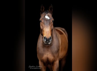 Oldenburg-International (OS), Gelding, 14 years, 18,2 hh, Brown
