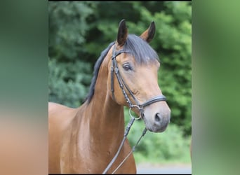 Oldenburg-International (OS), Gelding, 15 years, 16,1 hh, Brown
