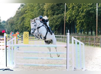 Oldenburg-International (OS), Gelding, 15 years, 17 hh, Grey