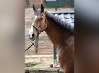 Oldenburg-International (OS), Gelding, 16 years, 17,1 hh, Brown