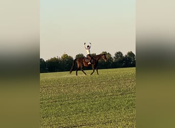 Oldenburg-International (OS), Gelding, 16 years, 18 hh, Brown