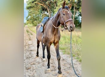 Oldenburg-International (OS), Gelding, 16 years, 18 hh, Brown
