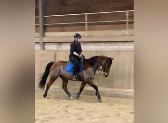 Oldenburg-International (OS), Gelding, 17 years, 16.1 hh, Brown-Light Oldenburg-International (OS), Gelding, 17 years, 16.1 hh, Brown-Light