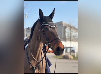 Oldenburg-International (OS), Gelding, 17 years, 17 hh, Bay-Dark