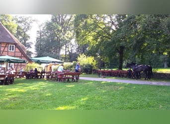 Oldenburg-International (OS), Gelding, 17 years, 17,1 hh, Black