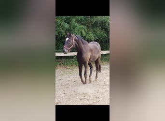 Oldenburg-International (OS), Gelding, 17 years, 17,2 hh, Bay-Dark