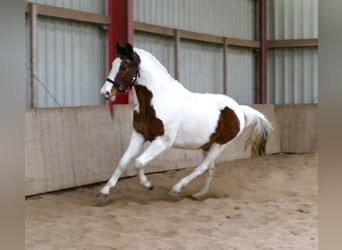 Oldenburg-International (OS), Gelding, 18 years, 15,2 hh, Pinto