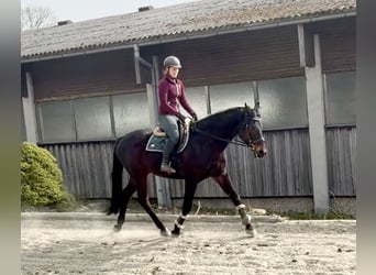 Oldenburg-International (OS), Gelding, 18 years, 17 hh, Bay-Dark