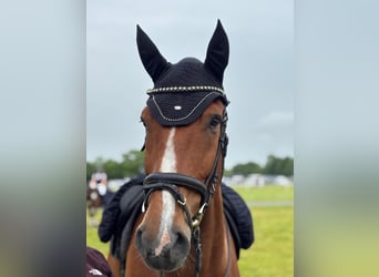 Oldenburg-International (OS), Gelding, 19 years, 17 hh, Brown