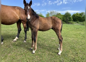 Oldenburg-International (OS), Gelding, 1 year, 16.2 hh, Brown