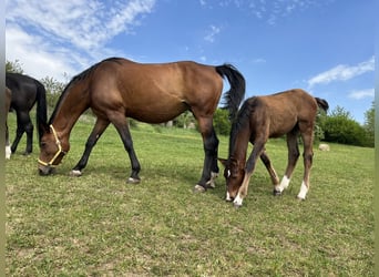Oldenburg-International (OS), Gelding, 1 year, 16.2 hh, Brown