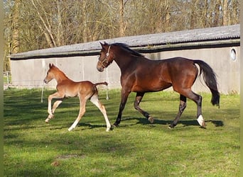 Oldenburg-International (OS), Gelding, 1 year, 16.2 hh, Chestnut-Red