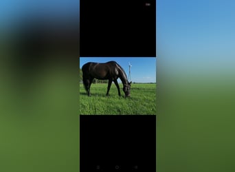 Oldenburg-International (OS), Gelding, 27 years, 16.1 hh, Bay-Dark Oldenburg-International (OS), Gelding, 27 years, 16.1 hh, Bay-Dark