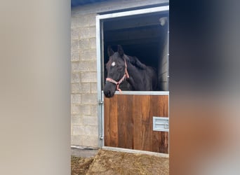 Oldenburg-International (OS), Gelding, 2 years, 15.2 hh, Smoky-Black
