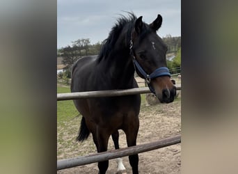 Oldenburg-International (OS), Gelding, 2 years, 16.2 hh, Smoky-Black