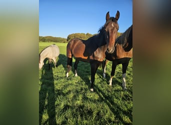 Oldenburg-International (OS), Gelding, 2 years, 16.3 hh, Brown