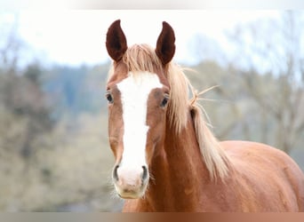 Oldenburg-International (OS) Mix, Gelding, 2 years, 16 hh, Chestnut-Red