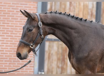 Oldenburg-International (OS), Gelding, 3 years, 15.2 hh, Bay-Dark