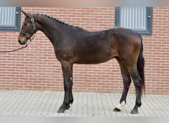 Oldenburg-International (OS), Gelding, 3 years, 15.2 hh, Bay-Dark