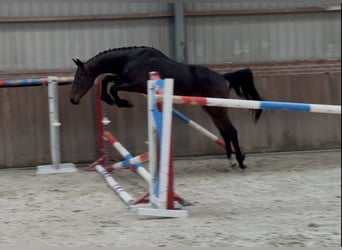Oldenburg-International (OS), Gelding, 3 years, 15.2 hh, Bay-Dark