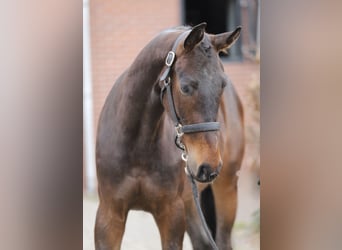 Oldenburg-International (OS), Gelding, 3 years, 15.2 hh, Bay-Dark