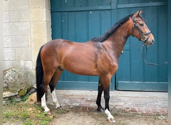 Oldenburg-International (OS), Gelding, 3 years, 15,1 hh, Brown