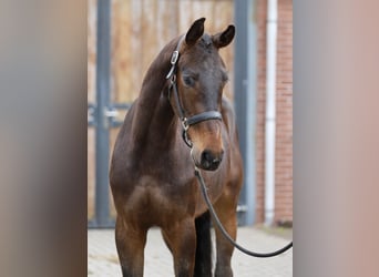 Oldenburg-International (OS), Gelding, 3 years, 15,2 hh, Bay-Dark