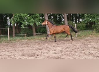 Oldenburg-International (OS), Gelding, 3 years, 15,3 hh, Brown