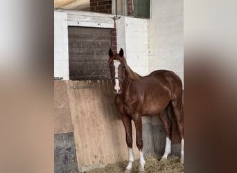 Oldenburg-International (OS), Gelding, 3 years, 16.1 hh, Chestnut-Red