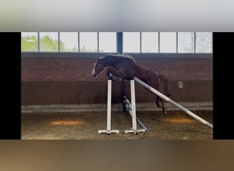 Oldenburg-International (OS), Gelding, 3 years, 16.1 hh, Chestnut-Red