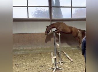 Oldenburg-International (OS), Gelding, 3 years, 16.1 hh, Chestnut-Red