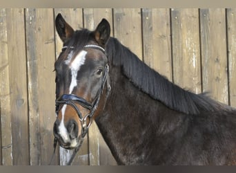 Oldenburg-International (OS), Gelding, 3 years, 16 hh, Brown