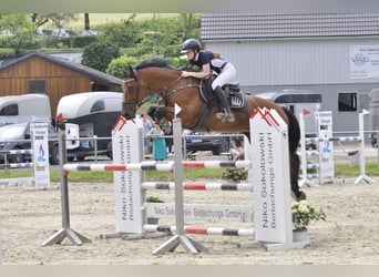 Oldenburg-International (OS), Gelding, 3 years, 16 hh, Brown
