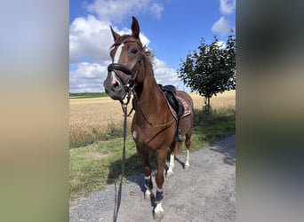 Oldenburg-International (OS), Gelding, 3 years, 16 hh, Chestnut-Red