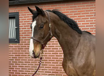 Oldenburg-International (OS), Gelding, 3 years, 16,2 hh