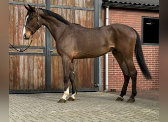 Oldenburg-International (OS), Gelding, 3 years, 16,2 hh