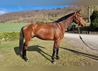 Oldenburg-International (OS), Gelding, 3 years, 17 hh, Brown