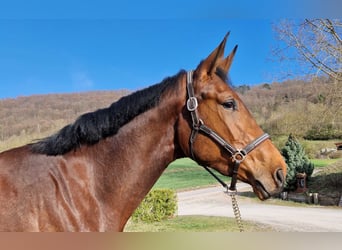 Oldenburg-International (OS), Gelding, 3 years, 17 hh, Brown