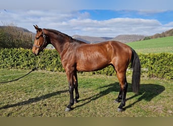 Oldenburg-International (OS), Gelding, 3 years, 17 hh, Brown